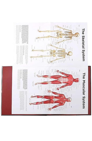 Image of Anatomy Explorer