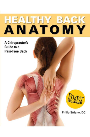 Image of Healthy Back Anatomy (Anatomies of)
