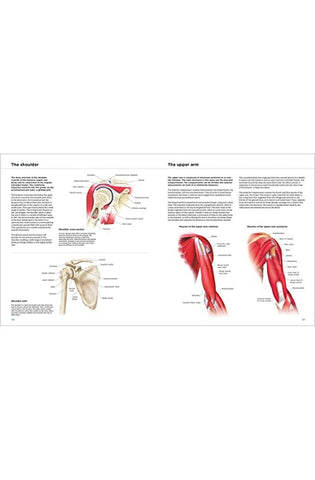 Image of Anatomy Explorer