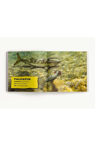 Image of The Little Chunky Book of Sharks: Hundreds of Fun Facts Spanning the Seven Seas