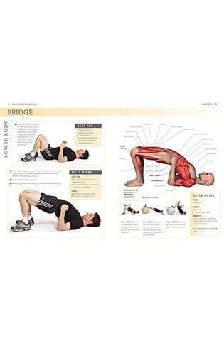 Image of Healthy Back Anatomy (Anatomies of)