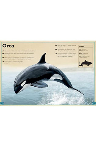 Image of The Magnificent Book of Ocean Creatures