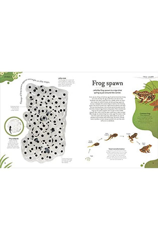 Image of Nature's Treasures: Tales Of More Than 100 Extraordinary Objects From Nature (DK Treasures)