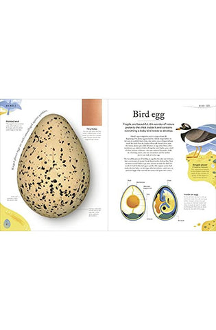 Image of Nature's Treasures: Tales Of More Than 100 Extraordinary Objects From Nature (DK Treasures)