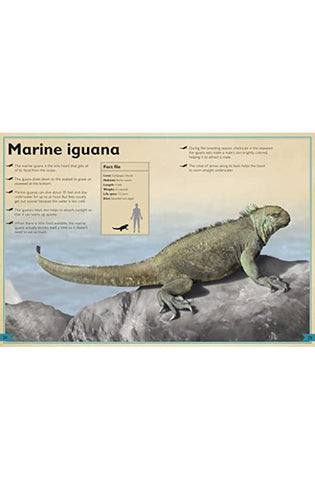 Image of The Magnificent Book of Ocean Creatures
