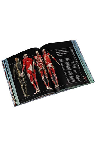 Image of Anatomy 360: The Ultimate Visual Guide to the Human Body