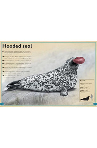 Image of The Magnificent Book of Ocean Creatures