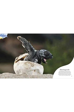 Image of Nature's Treasures: Tales Of More Than 100 Extraordinary Objects From Nature (DK Treasures)