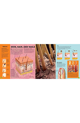 Image of The Ultimate Interactive Guide to the Human Body