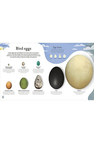 Image of Nature's Treasures: Tales Of More Than 100 Extraordinary Objects From Nature (DK Treasures)